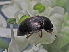 Meligethes denticulatus