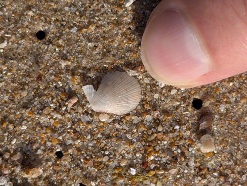 Talochlamys multistriata