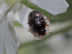 Meligethes denticulatus