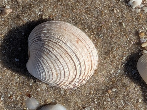 Venus verrucosa