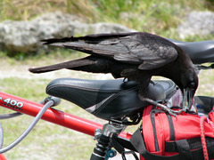 Corvus brachyrhynchos image