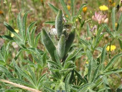 Lupinus hispanicus