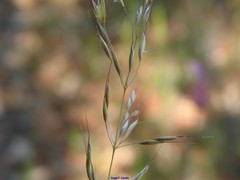 Arrhenatherum elatius