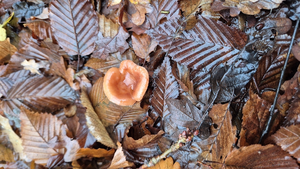 Paralepista flaccida · December 2025 · photo: © russ3049 (iNaturalist, cc0)