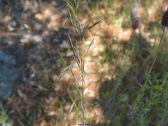 Arrhenatherum elatius