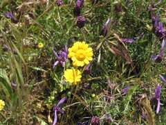 Coleostephus myconis