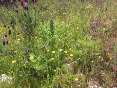 Lupinus hispanicus