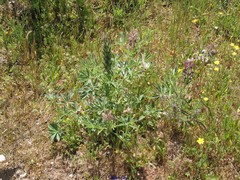 Lupinus hispanicus