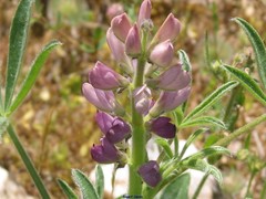 Lupinus hispanicus