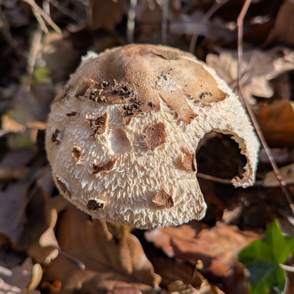 Macrolepiota mastoidea · December 2025 · photo: © matejfranceskin (iNaturalist, cc-by)