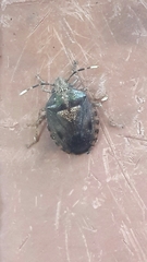 Antiteuchus tripterus