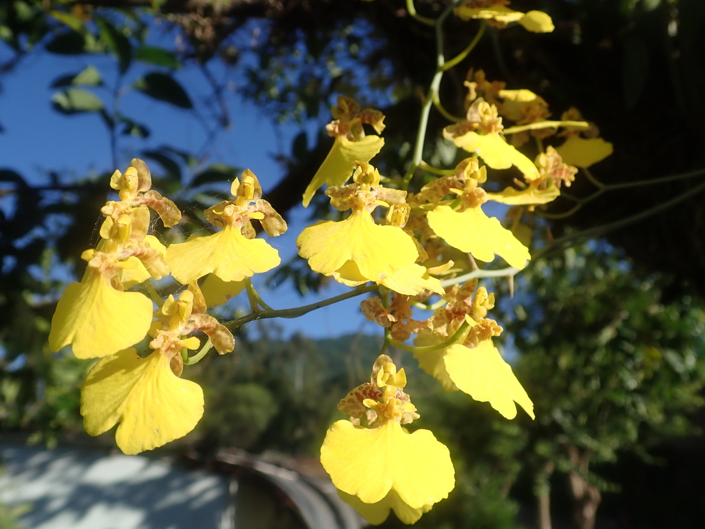 Gomesa bifolia