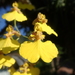 Gomesa bifolia - Photo 由 Nolan Exe 所上傳的 (c) Nolan Exe，保留部份權利CC BY