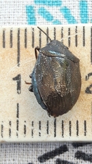 Antiteuchus tripterus