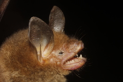 Bauerus dubiaquercus