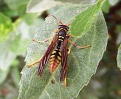 Polistes weyrauchorum