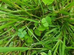 Marsilea ancylopoda