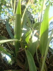 Gomesa bifolia