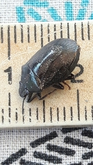 Antiteuchus tripterus