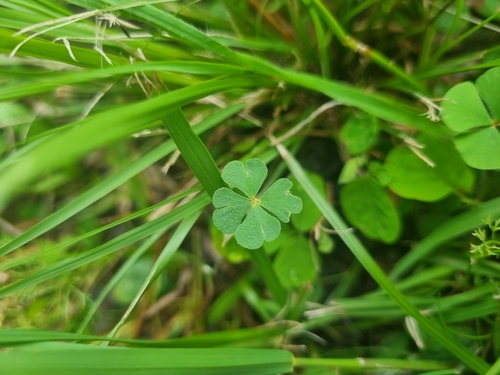 Marsilea ancylopoda, photograph 1