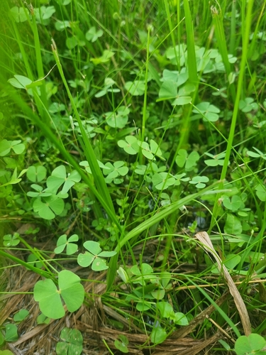 Marsilea ancylopoda, photograph 2