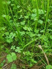 Marsilea ancylopoda, photograph (c) Franco Richieri, some rights reserved (CC BY)