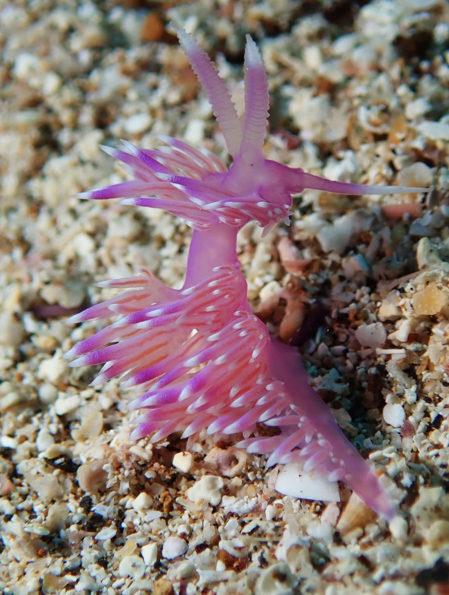 Flabellina violeta