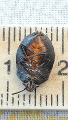 Antiteuchus tripterus