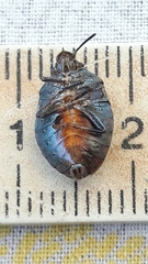 Antiteuchus tripterus