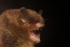 Hippoboscoidea