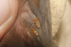 Hippoboscoidea