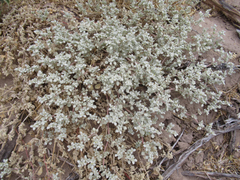 Tidestromia suffruticosa