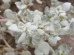 Tidestromia suffruticosa