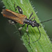 Oedemera femorata - Photo (c) Felix Riegel, some rights reserved (CC BY-NC)