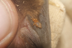 Hippoboscoidea