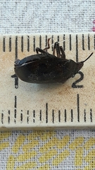 Antiteuchus tripterus
