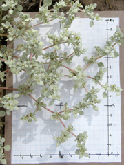 Tidestromia suffruticosa