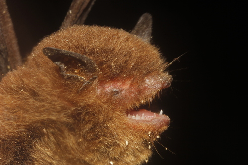 Cinnamon Myotis