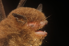 Myotis fortidens