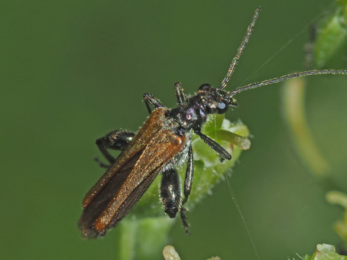 Oedemera femorata, photo 2 of 7