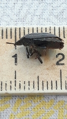 Antiteuchus tripterus