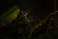 Dismorphia eunoe eunoe