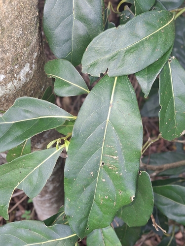 Cryptocarya foetida