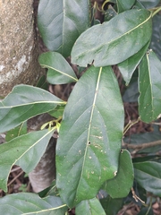 Cryptocarya foetida