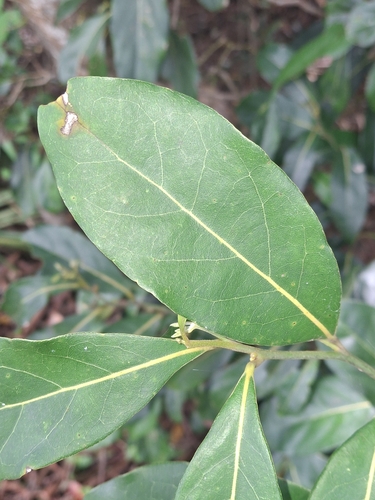 Cryptocarya foetida, photograph 2