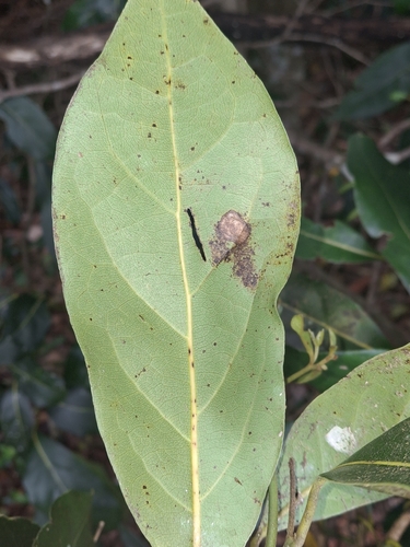 Cryptocarya foetida, photograph 3