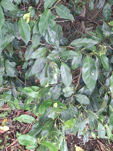 Cryptocarya foetida, photograph 4