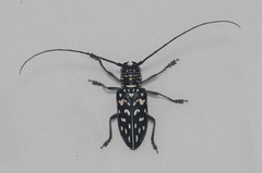 Stellognatha maculata