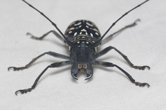 Stellognatha maculata