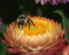 Bombus sylvicola